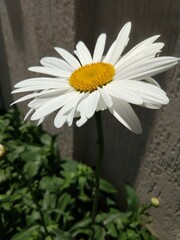 Obraz premium white daisy flower