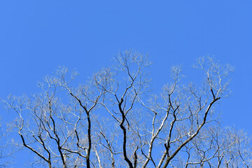 冬の青空と樹