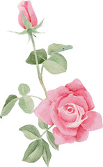 Naklejka premium watercolor pink rose flower bouquet for valentines day