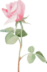 Obraz premium watercolor pink rose flower bouquet for valentines day