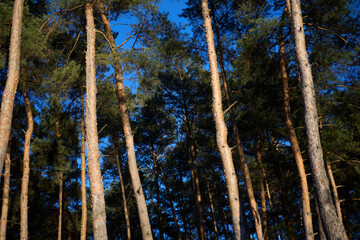 treetops in a pine forest against the sky