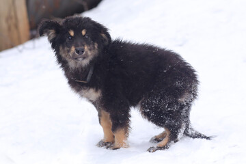 shepherd puppy closeup photo on white snow background