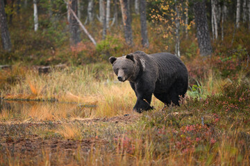 Brown bear walking by the forest lakeside