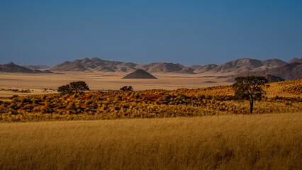 huge sand dunes in the Namib Desert with trees in the foreground of Namibia