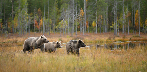 Brown bear family running in the swamp in the forest in front of the lake in the autumn atmosphere