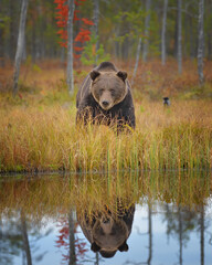 Brown bear walking by the lake in the forest mirroring the water