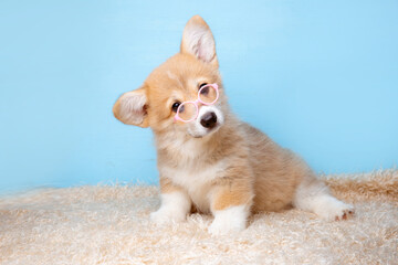 Obraz na płótnie Canvas a Welsh corgi puppy in sunglasses sits on a blue background