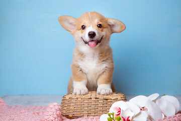 a welsh corgi puppy sits on a blue background