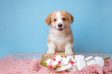 a welsh corgi puppy sits on a blue background