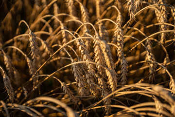 wheat, field of wheat, field of wheat during harvest, field of grain in summer © Follow the Sun