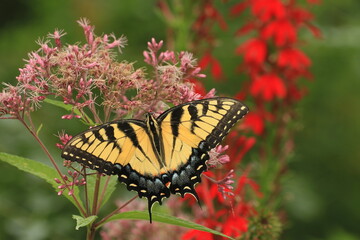 Eastern tiger swallowtail (papilio glaucus) butterfly on joe pye weed and cardinal flower 