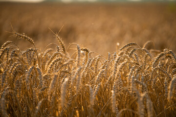 wheat, field of wheat, field of wheat during harvest, field of grain in summer - obrazy, fototapety, plakaty