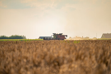Fototapeta premium grain harvester, wheat harvest, wheat harvester at work, harvester in the field, harvester working at harvest time