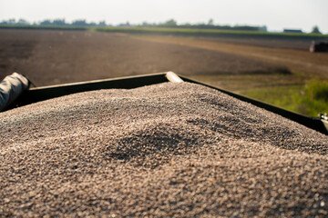 wheat, wheat grains, freshly threshed wheat grains, good quality wheat, trailer wheat