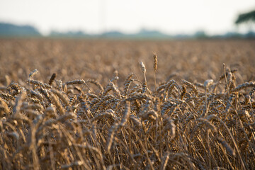 wheat, field of wheat, field of wheat during harvest, field of grain in summer © Follow the Sun