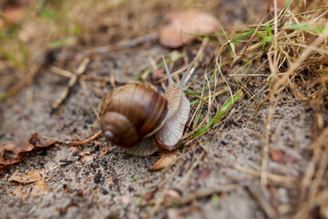 Snail crawling on the ground, close up. snail with brown shell on the ground, close-up. Closeup from a snail moving on a sidewalk. Grape snail close-up crawling on the ground.