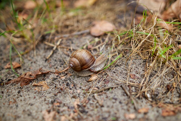 Snail crawling on the ground, close up. snail with brown shell on the ground, close-up. Closeup from a snail moving on a sidewalk. Grape snail close-up crawling on the ground.