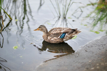 mallard female close-up portrait. mallard on the water, among the reeds. mallard swimming in the pond