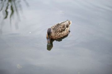 mallard female close-up portrait. mallard on the water, among the reeds. mallard swimming in the pond