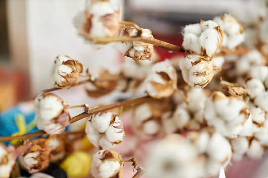 cotton branch, soft focus. White cotton flowers on a light background. Soft cotton plant. Dried cotton flowers with a light gray background. A symbol of good luck, healing and protection.