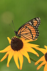 Fototapeta premium Viceroy butterfly (limenitis archippus) on black eye susan flower