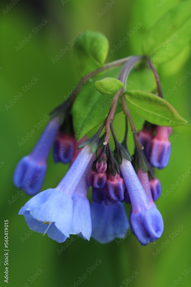 Wall mural Virginia blue bells ( Mertensia virginica)  flowers 