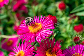 Beautiful wild flower winged bee on background foliage meadow
