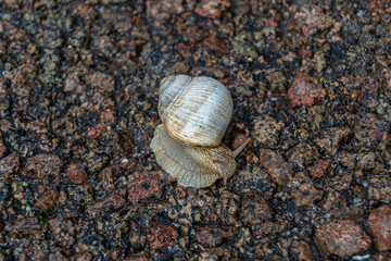Big garden snail in shell crawling on wet road hurry home