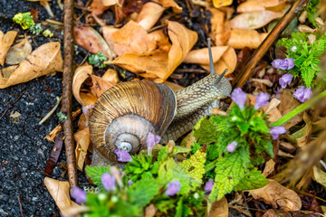 Big garden snail in shell crawling on wet road hurry home