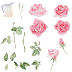 watercolor blooming pink rose branch flower bouquet elements