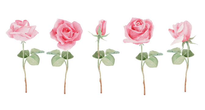 watercolor pink rose flower bouquet for valentines day