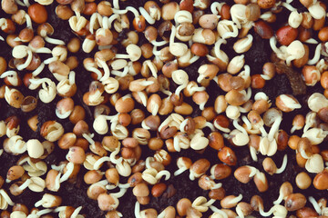Close-up of broccoli sprouts. Growing microgreens at home.