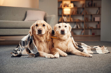 Portrait of two golden retrievers that are together at domestic room indoors