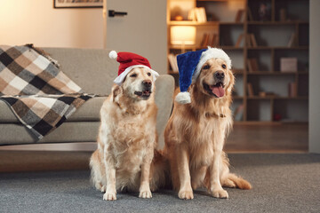 In Santa hats. Two golden retrievers is together at domestic room indoors