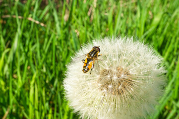 Fototapeta premium Dandelion with ripe seeds with bee on the flower on a green meadow. flowers