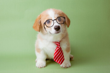 a Welsh corgi puppy in glasses and tie sits on a green background, the concept of training, office...