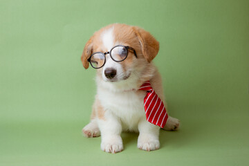 a Welsh corgi puppy in glasses and tie sits on a green background, the concept of training, office...