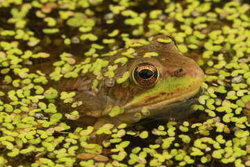 Green frog (Rana clamitans) in duckweed 