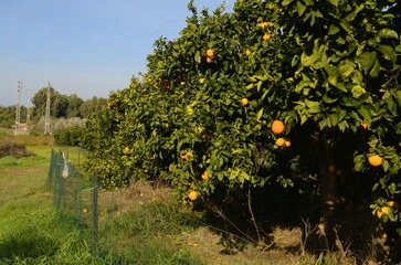 Fototapeta na wymiar Orchard. Grove of orange trees. Citrus plantation. Blue skies and a rich harvest of oranges. Low growing trees with fruits. Branch with orange fruits - close-up