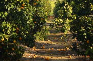 Orchard. Grove of orange trees. Citrus plantation. Blue skies and a rich harvest of oranges. Low...