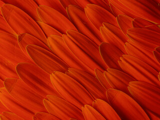 orange gerbera flower petals