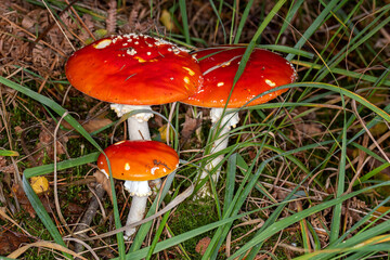 DE, NRW, Solingen, 09.10.2022, Fliegenpilz, Amanita muscaria