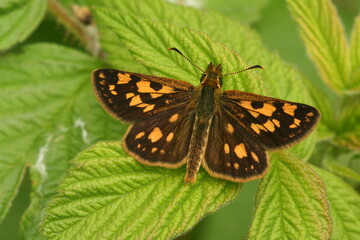 Skipper butterfly on leaf