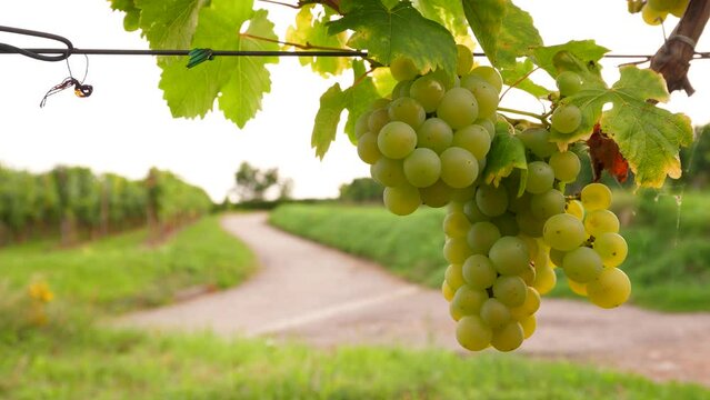 Grape berries on bush, close up shot, blurred road on background. Characteristic shot of Alsace Wine Route countryside at summer time. Fine ripening cluster of white grapes