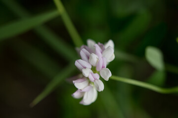 Crown Vetch growing against a background of grass