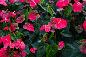 red anthurium flower in the garden