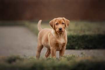 Hund im grünen