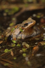 Western chorus frog (Pseudacris triseriata) in pond with duckweed