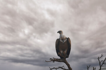 A Himalayan griffon vulture looking around during a cold winter morning at Bikaner, Rajasthan, India in 2022. 