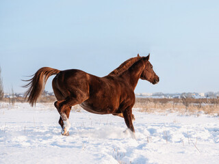 Winter horse portrait against the sky